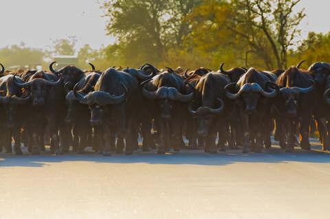 African Safari Adventures