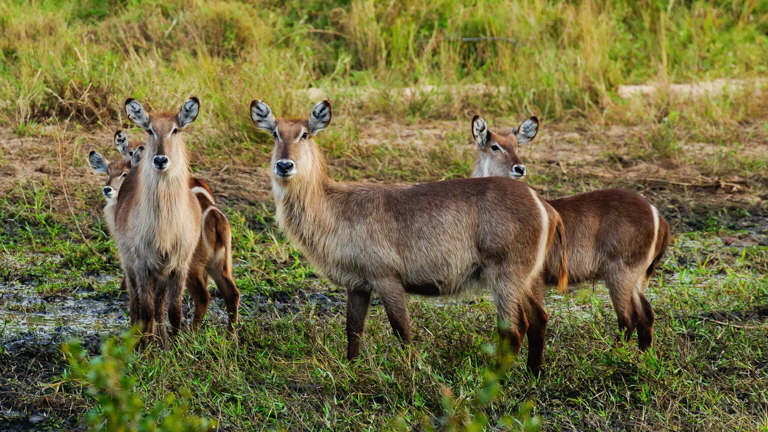 Open Vehicle Safaris - African Safari Adventures