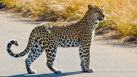 African Safari Adventures