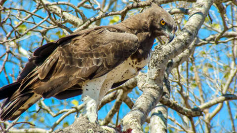African Safari Adventures