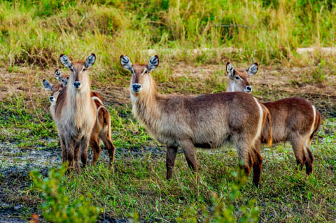 African Safari Adventures